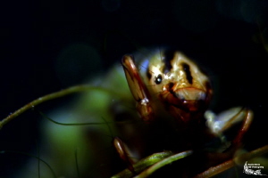 Phryganae grandis :-D by Daniel Strub 